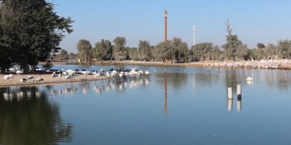 Nature Escape at Al Qudra Lake—Dubai’s Hidden Oasis
