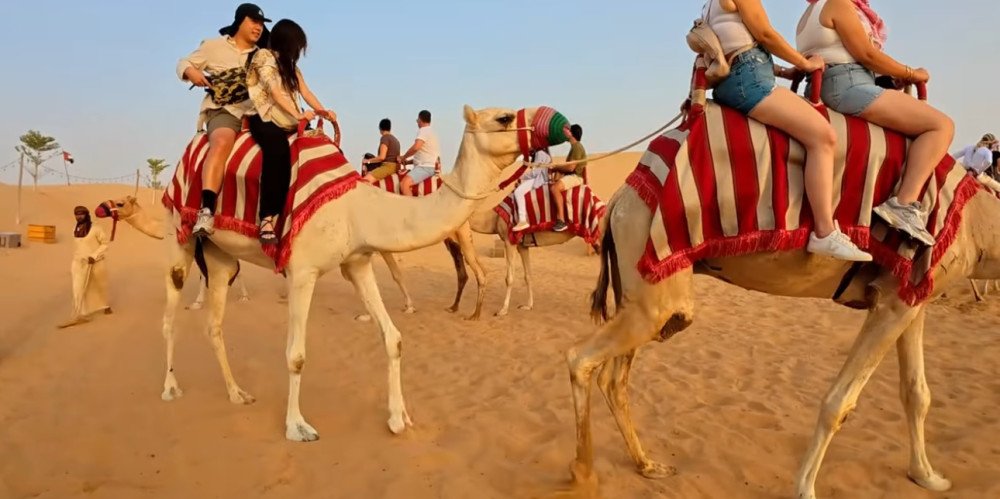 Camel Ride Experience in Dubai – Traditional Desert Journey for Travelers