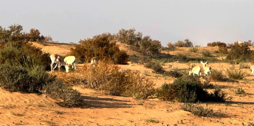 Dubai Desert Conservation Reserve: Wildlife & Dune Escapes