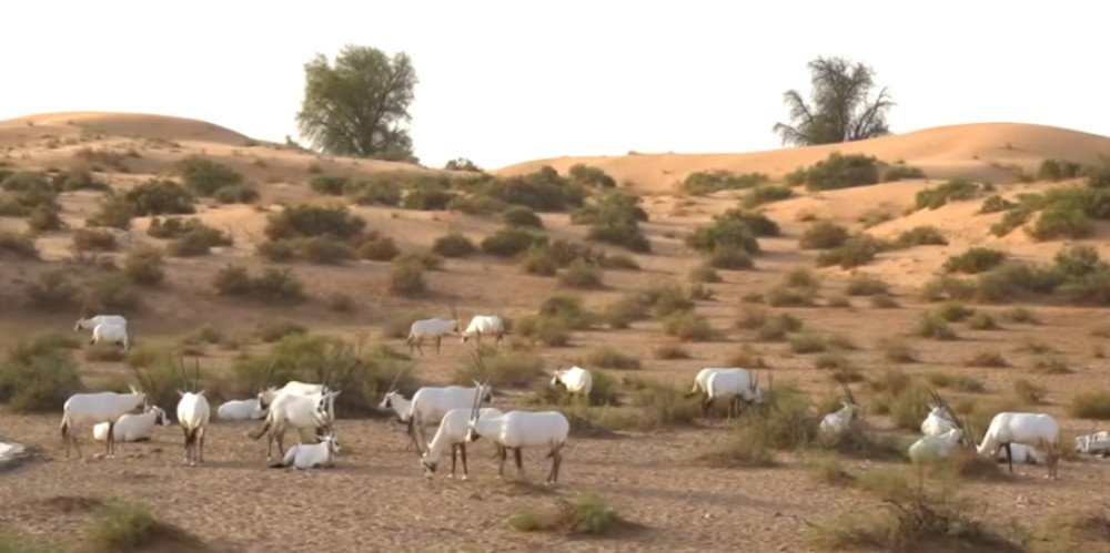 Luxury Desert Safari Dubai – Premium Tours and VIP Experiences