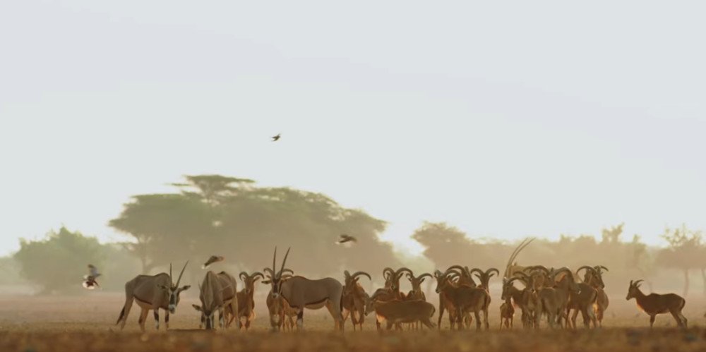 Sir Bani Yas Island Abu Dhabi 2025 – Wildlife & Adventure Escape