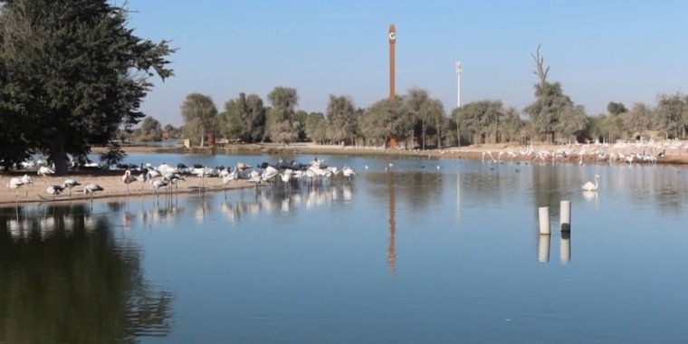 Nature Escape at Al Qudra Lake—Dubai’s Hidden Oasis