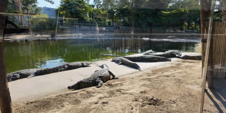 Dubai`s Wild Side: A Visit to the Crocodile Park