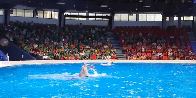 Dolphin Show Dubai: The Ultimate Family Fun