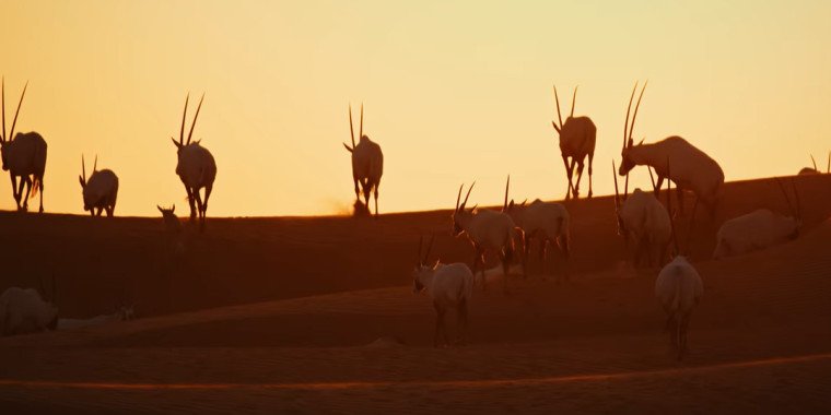 Dubai Desert Wildlife Safari – Discover Flora and Fauna of the Desert