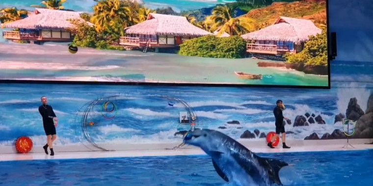 Dubai Dolphinarium – Family Fun & Dolphin Shows in 2025