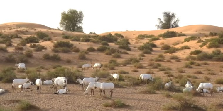 Luxury Desert Safari Dubai – Premium Tours and VIP Experiences