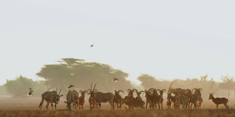 Sir Bani Yas Island Abu Dhabi 2025 – Wildlife & Adventure Escape